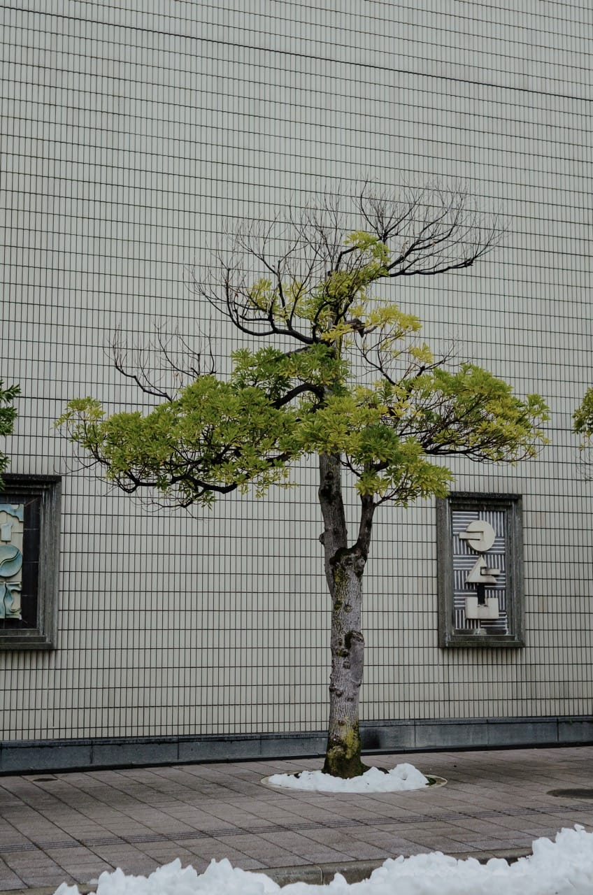 Превью Kanazawa 2024